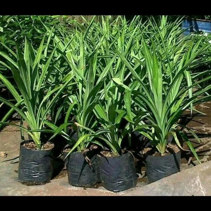 

Terlaris Bibit Tanaman Hias Pandan Wangi - Tanaman Herbal