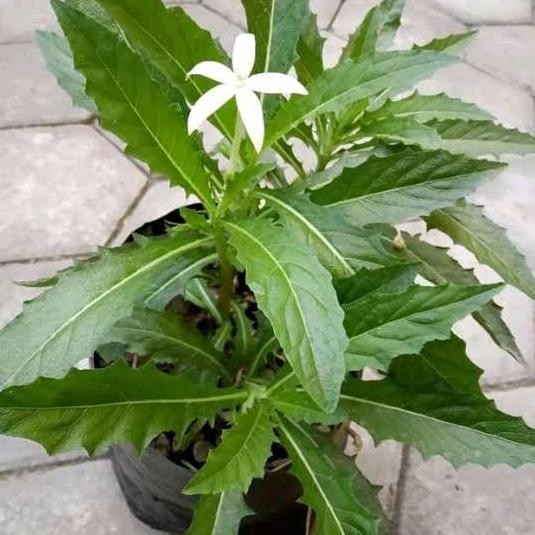 

Terlaris Benih Walang Sangit Segar Berkualitas Tanaman Herbal