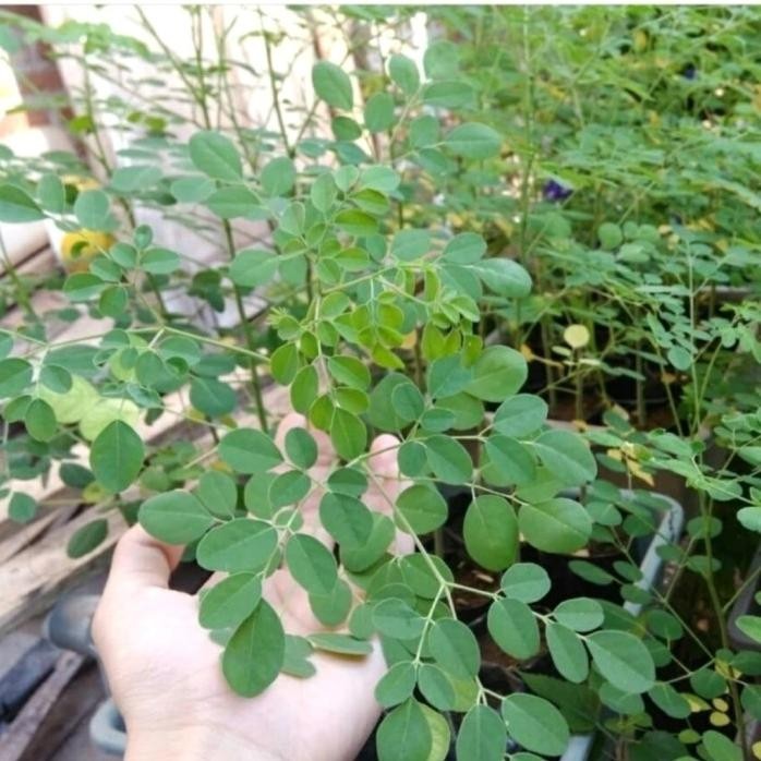 

Terlaris Tanaman Herbal Daun Kelor