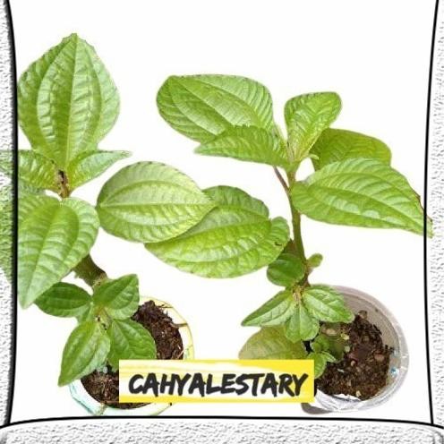 

Terlaris Bibit Tanaman Daun Pohpohan Lalapan Dan Herbal