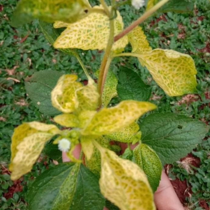 

Terlaris Tanaman Herbal Daun Babandotan-Pohon Herbal Babandotan