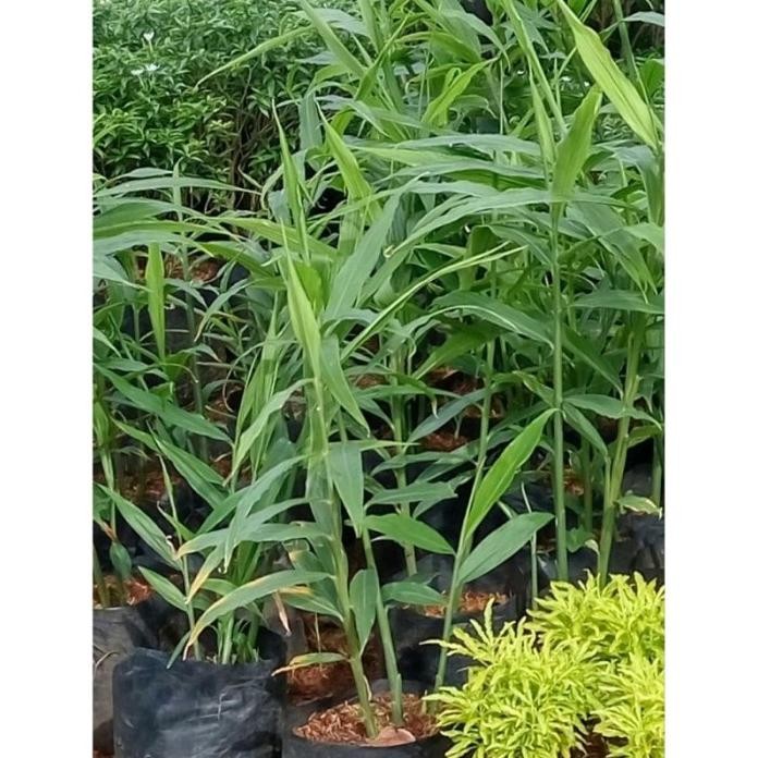 

Terlaris Tanaman Herbal Jahe Merah, Tanaman Obat Jahe Merah, Pohon Jahe