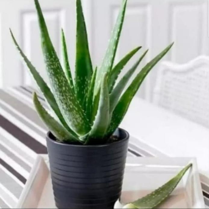 

Terlaris Promo Tanaman Lidah Buaya Tanaman Herbal,Indoor