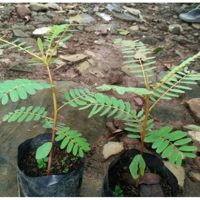 

Terlaris Bibit Tanamam Bunga Turi Putih / Tanaman Herbal