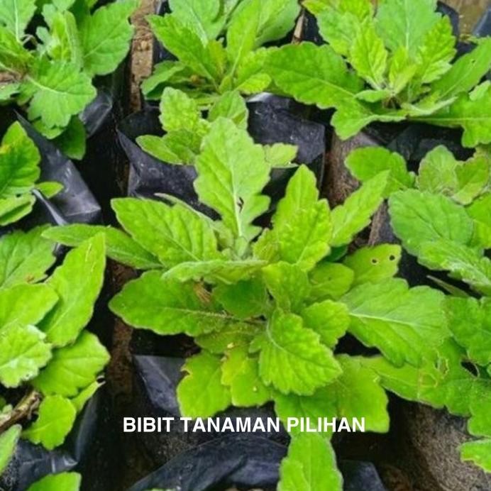 

Terlaris Bibit Daun Dewa Herbal Obat Samsit Gynura Divaricata Toga Tanaman