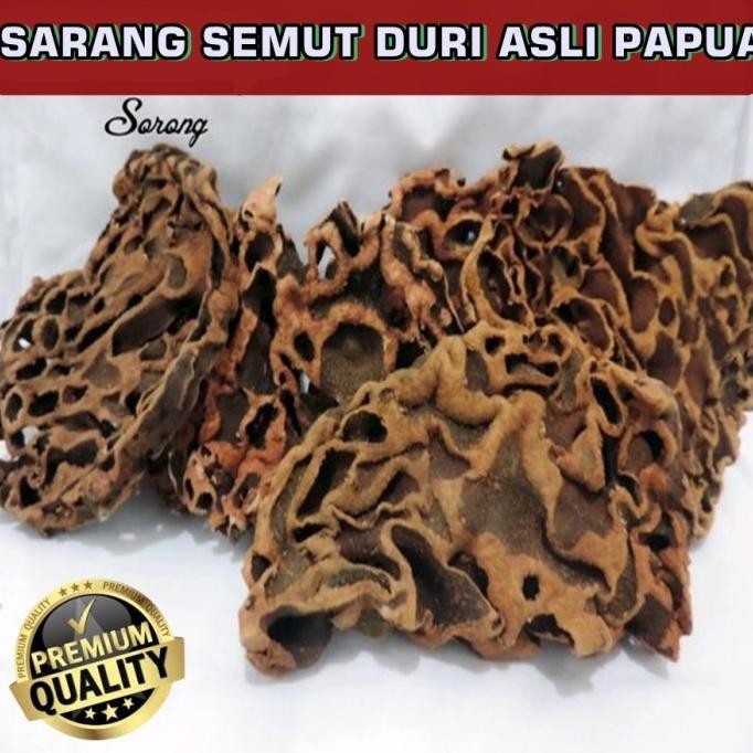 

Terlaris Sarang Semut Duri Asli Papua Tanaman Obat Herbal Kemasan 500Gram