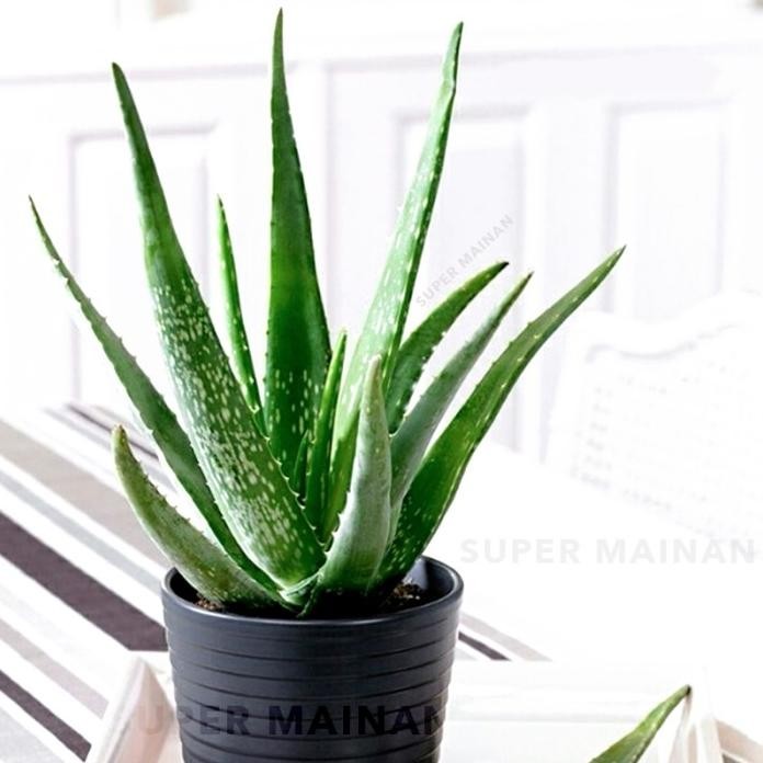 

Terlaris Bibit Tanaman Lidah Buaya Aloe Vera Herbal Unggul