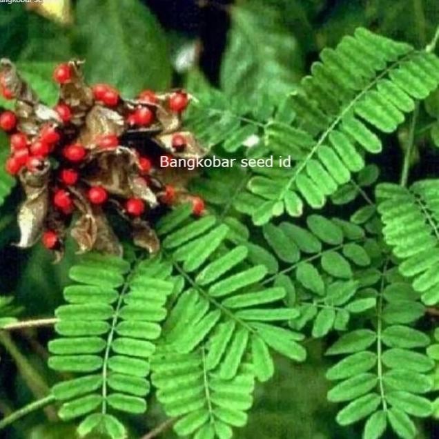 

Terlaris Bibit Tanaman Herbal Daun Saga / Sogok Tunteng - Beli 3 Gratis 1