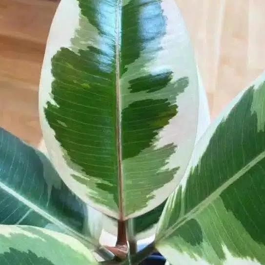

Terlaris 5 Batang Stek Cutting Tanaman Hias Daun Karet Kebo Varigata Herbal Str