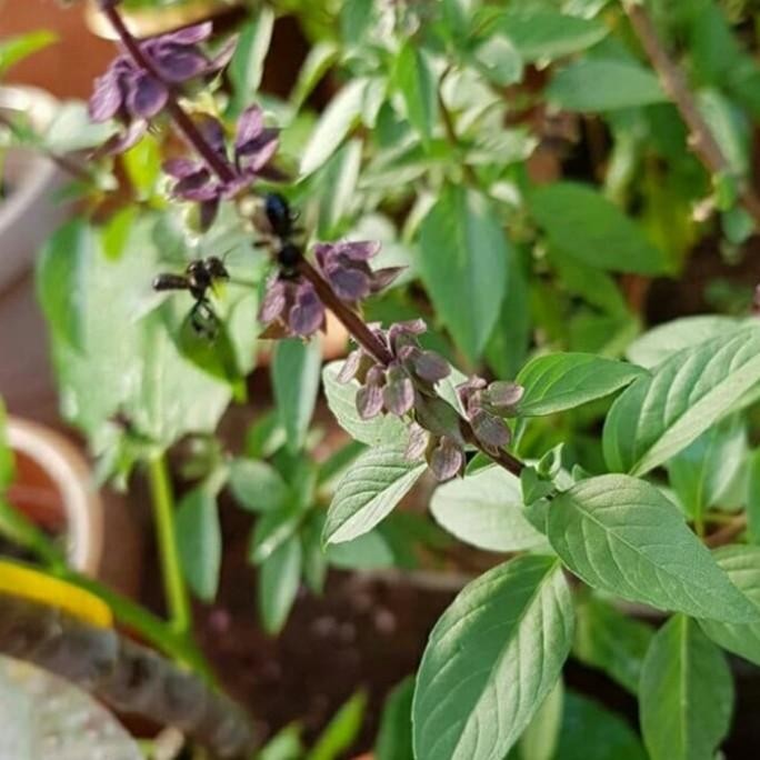 

Terlaris Bibit Tanaman Daun Selasih / Pohon Daun Basil / Tanaman Herbal