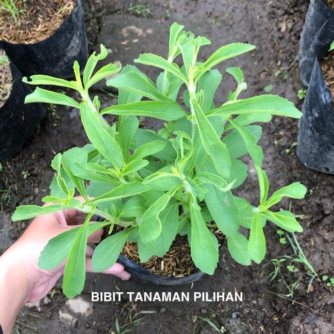 

Terlaris Bibit Tanaman Stevia Daun Manis Pengganti Gula Sweetleaf Rimbun Herbal