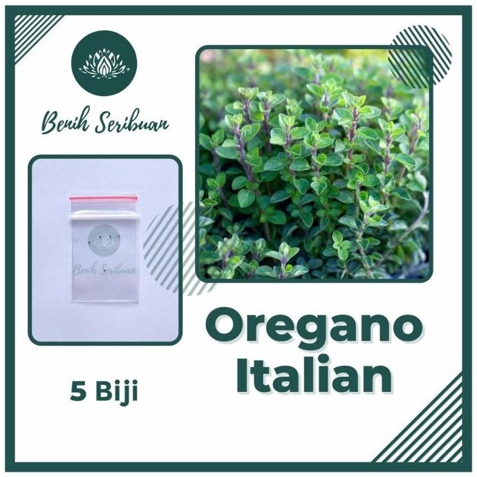 

Terlaris 5 Bibit Oregano Italian Import Benih Tanaman Sayuran Herbal Basil