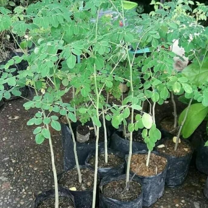 

Terlaris Tanaman Hias Pohon Kelor Herbal
