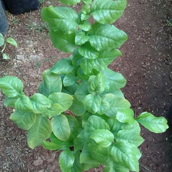 

Terlaris Tanaman Daun Encok Herbal