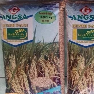 

Terlaris Benih Bibit Padi Varietas Inpari 49 Jembar Original