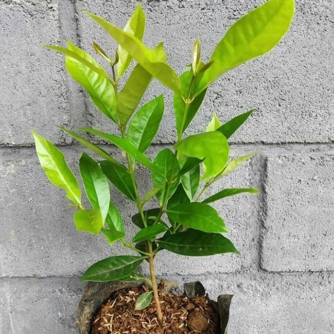 

Terlaris Bibit Daun Salam Daun Salam Bumbu Masak