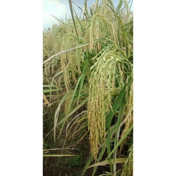 

Terlaris Benih Bibit Padi Rajasa 01 Padi 1000 Bulir Asal Aceh Kem Dublre 9551Xy