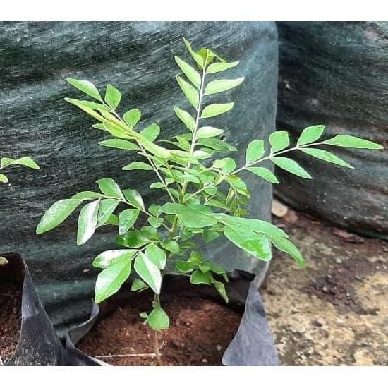 

Terlaris Bibit Daun Kari - Kare - Salam Koja