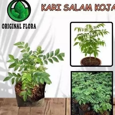 

Terlaris T4A Bibit Daun Kari Salam Koja Temurui Wild Curry Leaves ( Tanaman Hidup )