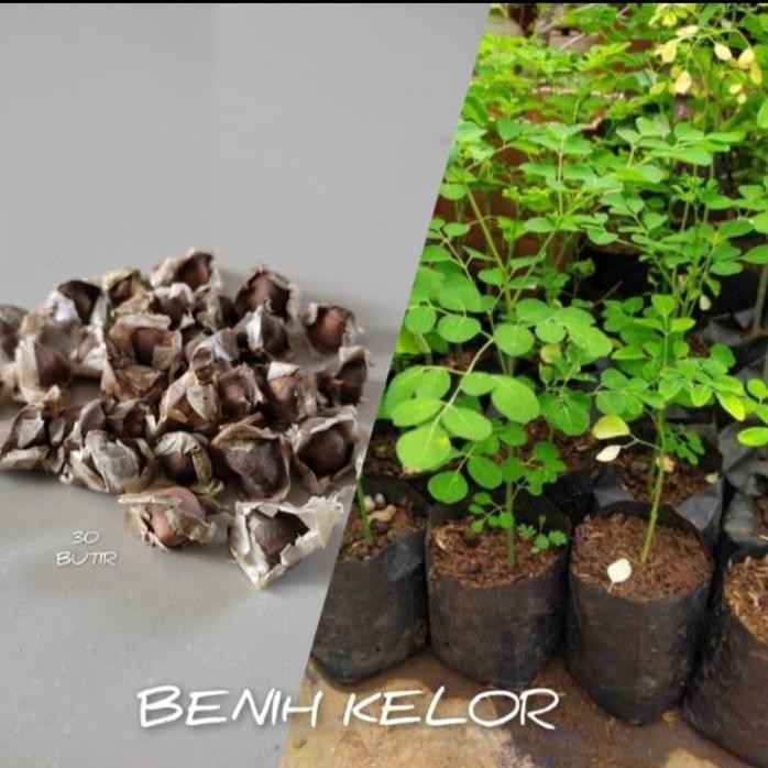 

Terlaris 10 Biji Bibit Pohon Daun Kelor Benih Pohon Kelor