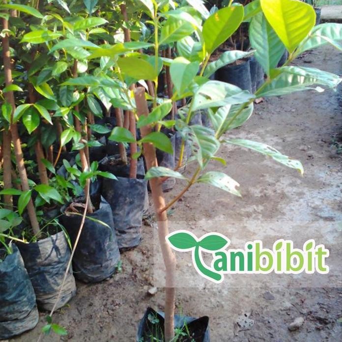 

Terlaris Bibit Pohon Daun Salam - Tanaman Salam Sayur
