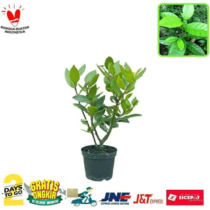 

Terlaris Bibit Pohon Masakan "Daun Salam