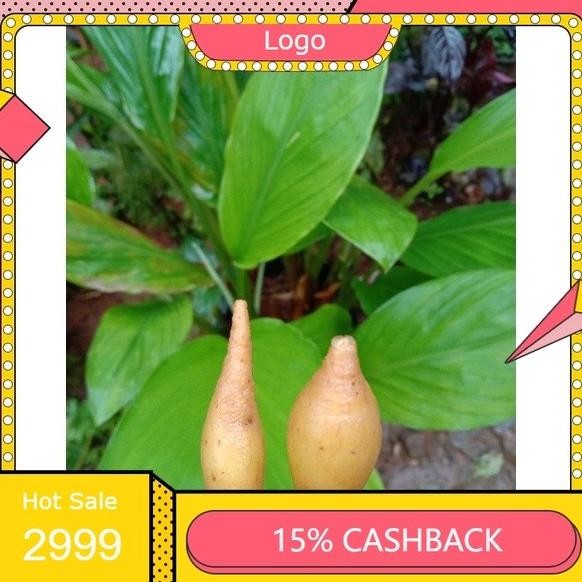 

Terlaris Bibit Temu Kunci 1 Batang Berdaun Dan Berakar Sehat