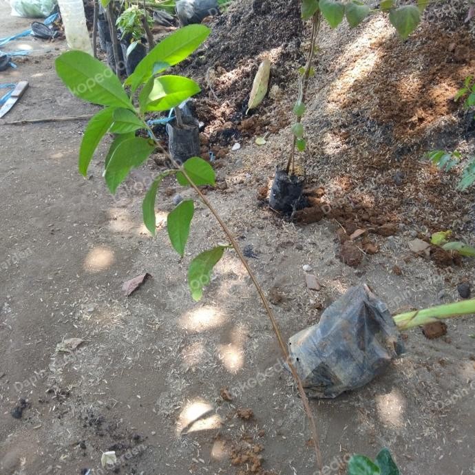 

Terlaris Tanaman Bibit Daun Salam Bumbu Dapur