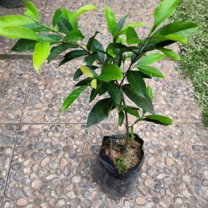 

Terlaris Tanaman Hias Bumbu Dapur Bibit Daun Salam Rimbun