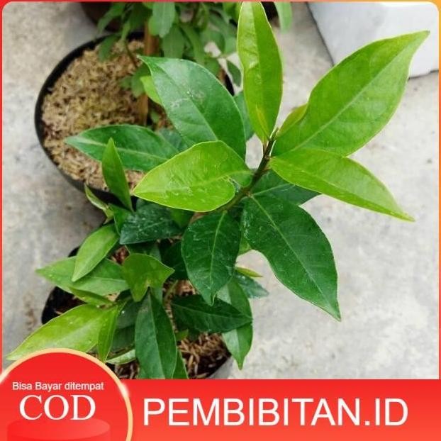 

Terlaris Bibit Daun Salam Pohon Daun Salam Tanaman Daun Salam