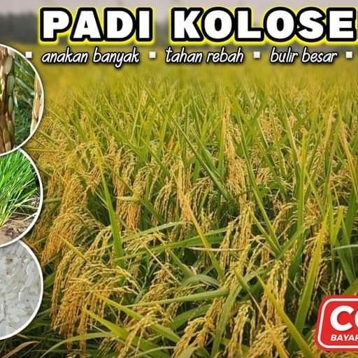 

Terlaris Benih Padi Kolosebo 1Kg