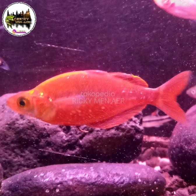 STOK TERBATAS IKAN RAINBOW RED