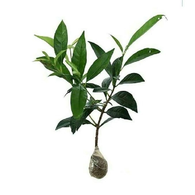 

Terlaris Bibit Tanaman Pohon Buah/Herbal/Bumbu Pohon Daun Salam