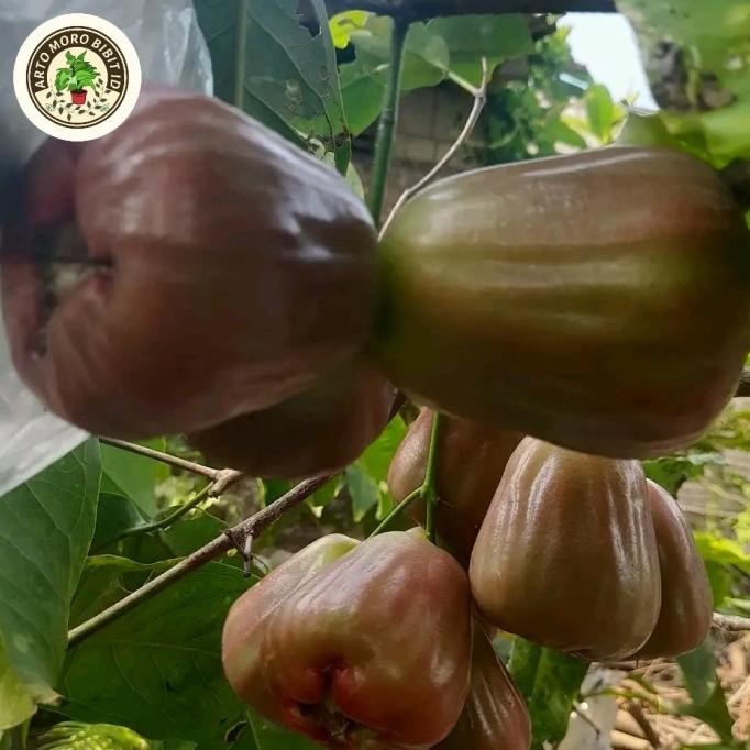 

Terlaris Bibit Jambu Air Manasikana Asli Okulasi