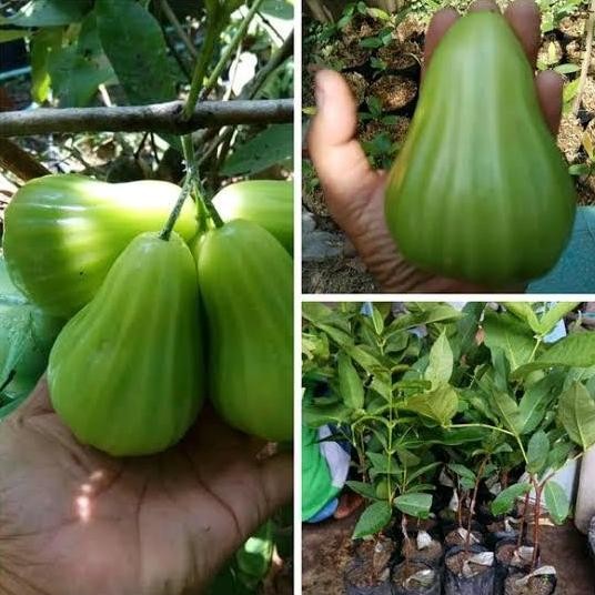 Terlaris Bibit Jambu Air Cincalo Hijau Manis