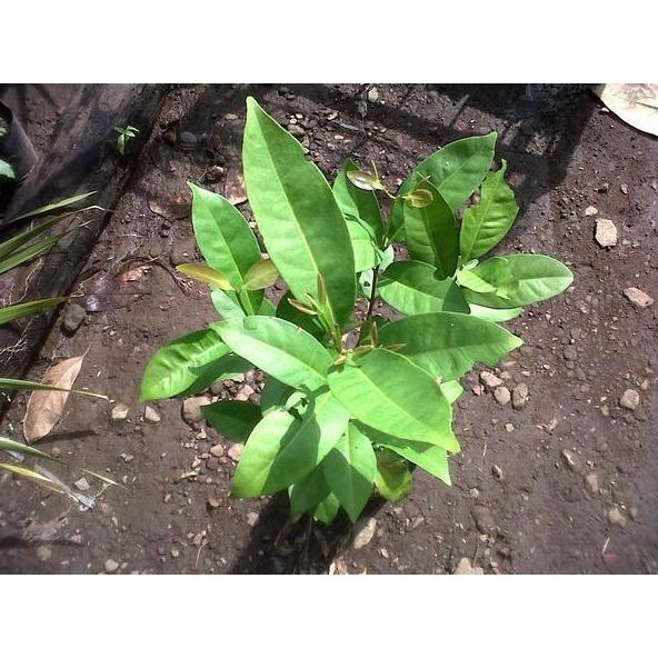 

Terlaris Bibit Pohon Daun Salam/Rempah-Rempah/Bumbu Dapur