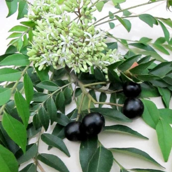 

Terlaris Bibit Tanaman Salam Koja Daun Kari Bumbu Masak