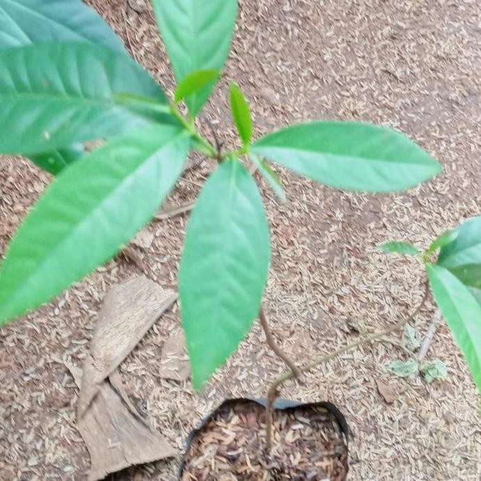 

Terlaris Bibit Pohon Daun Salam Bumbu Masak