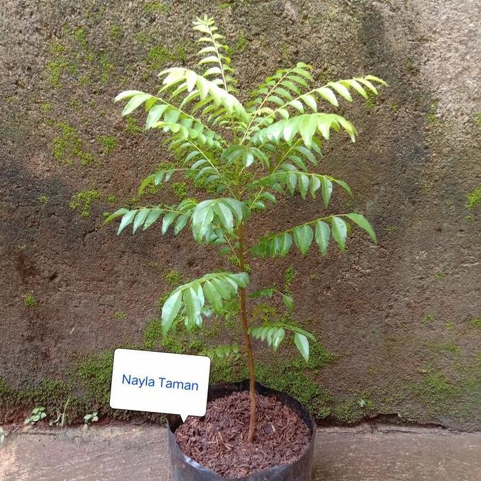 

Terlaris Pohon Salam Koja-Bibit Tanaman Salam Koja-/Daun Kari