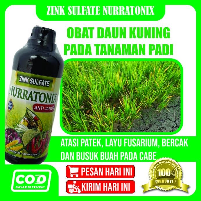 

Terlaris Obat Virus Kuning Gemini Pada Padi Paling Ampuh - Nopatek Fungisida Hayati - Obat Hama Daun Layu, Daun Kering, Daun Kuning Gemini - Pupuk Cair Mengobati Penyakit Kuning Pada Tanaman Padi - Obat Penyakit Daun Busuk Dan Daun Kuning Isi 500 Ml Jamur