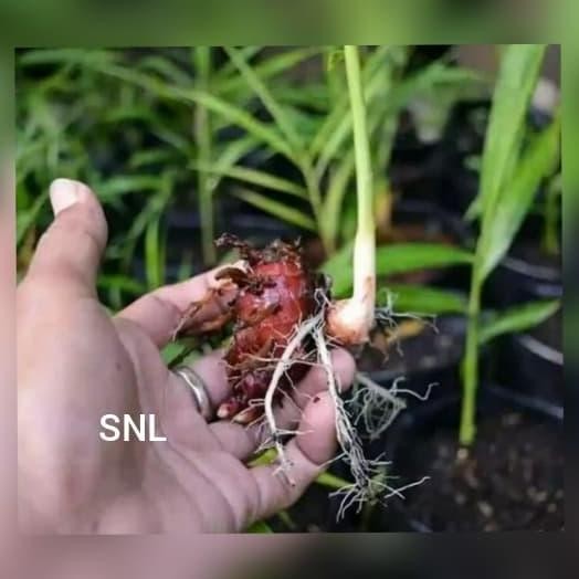 

Terlaris Jahe Merah/Tanaman Herbal/Tanaman Obat