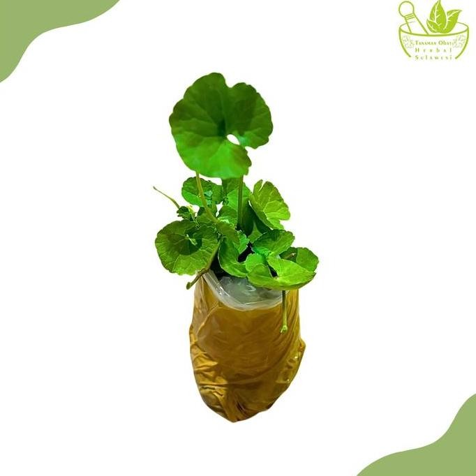

Terlaris Tanaman Herbal Daun Pegagan/Bibit Tanaman Daun Pegagan/Antanan