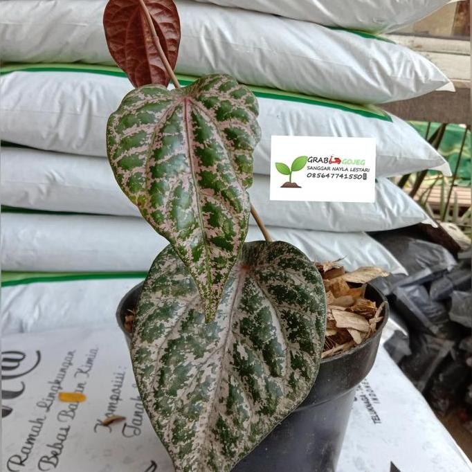 

Terlaris Jual Bibit Siri Merah /Tanaman Herbal/Apotek Hidup