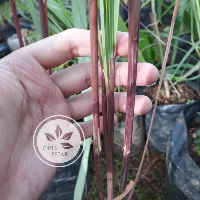 

Terlaris Tanaman Sereh Wangi Merah - Bibit Serai Minyak Pohon Herbal Berakar