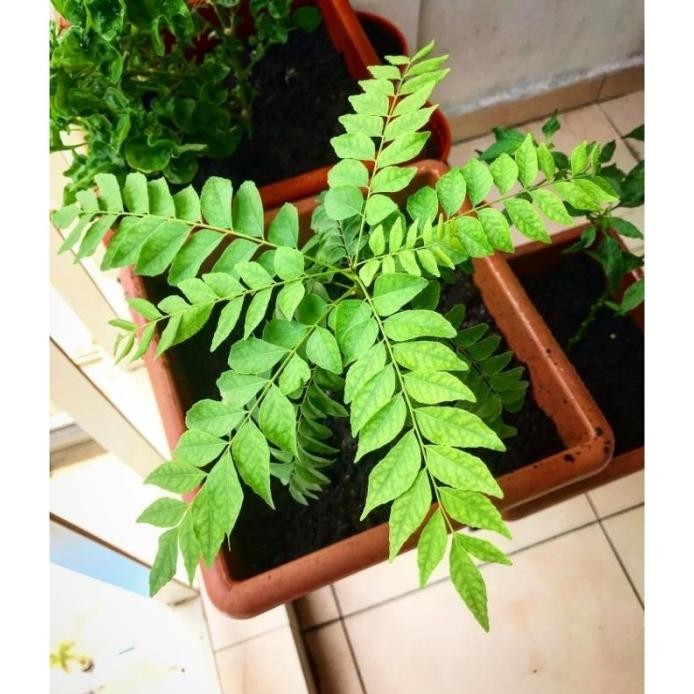 

Terlaris Bibit Daun Kari Murah / Tanaman Salam Koja / Bibit Kare Masak Curry