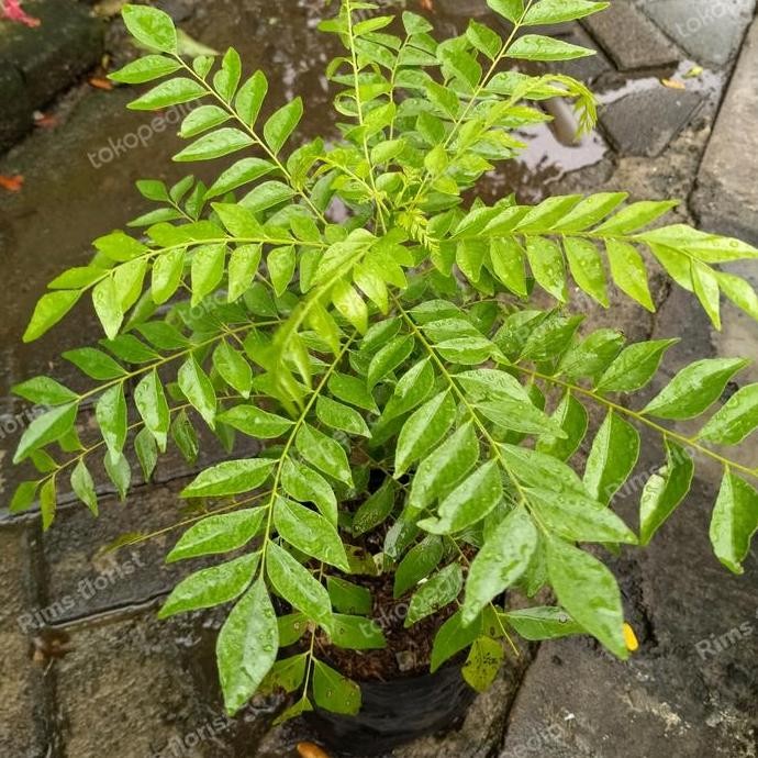 

Terlaris Bibit Tanaman Daun Kari/Salam Koja