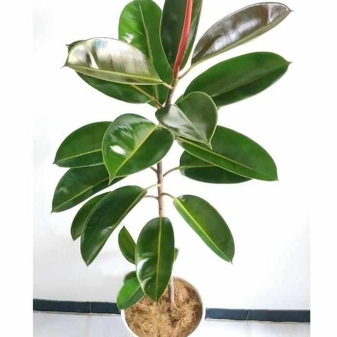 

Terlaris Tanaman Hias Ficus Elastika/Tanaman Herbal Karet Kebo+Pot & Batu