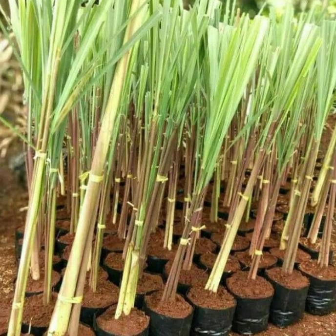 

Terlaris Tanaman Obat Herbal Sereh Wangi / Pohon Sereh Merah / Bibit Tanaman Sereh Wangi