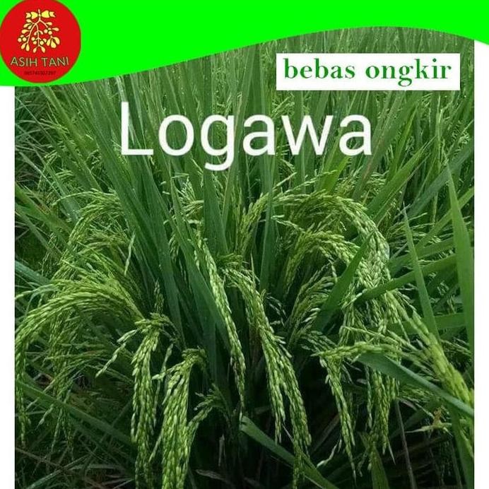 

Terlaris Benih Padi Logawa