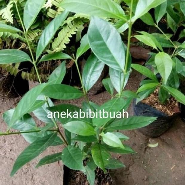 

Terlaris Bibit Tanaman Daun Salam Untuk Bumbu